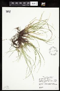 Carex umbellata image