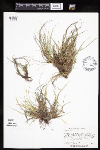Carex umbellata image