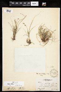 Carex umbellata image