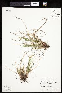 Carex umbellata image