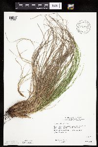 Carex umbellata image