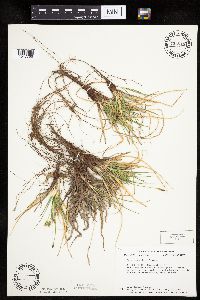 Carex umbellata image