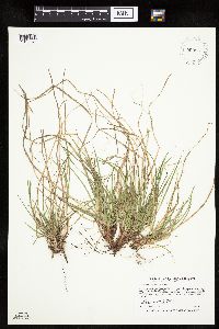 Carex umbellata image