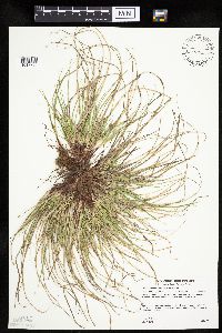 Carex umbellata image