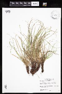 Carex umbellata image