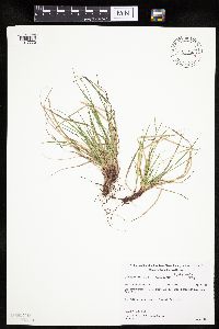 Carex umbellata image