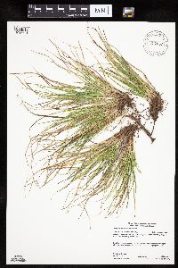 Carex umbellata image
