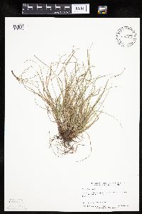 Carex umbellata image