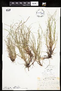 Carex umbellata image