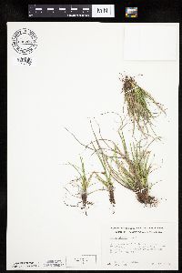 Carex umbellata image