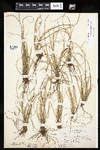 Carex umbellata image
