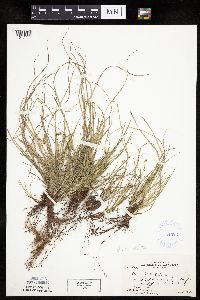 Carex umbellata image