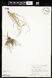 Carex umbellata image