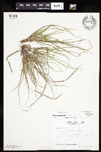 Carex umbellata image