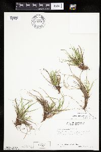 Carex umbellata image