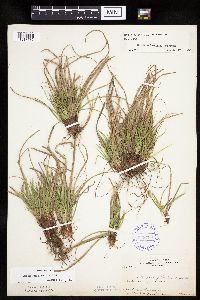 Carex umbellata image