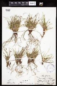 Carex umbellata image