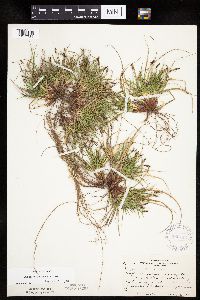 Carex umbellata image