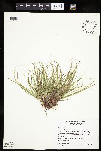 Carex umbellata image