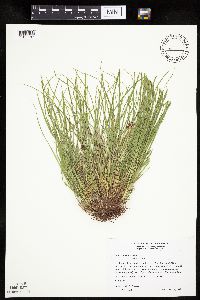 Carex umbellata image