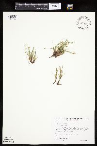 Carex umbellata image