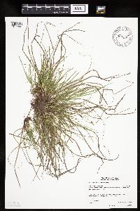 Carex umbellata image
