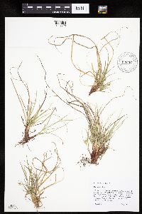 Carex umbellata image
