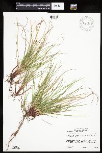 Carex umbellata image