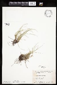 Carex umbellata image