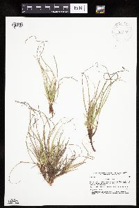 Carex umbellata image