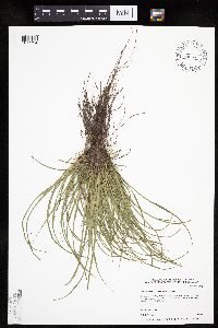 Carex umbellata image
