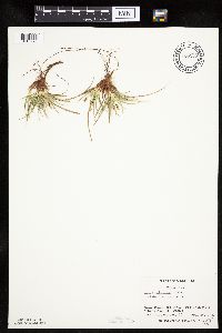 Carex umbellata image