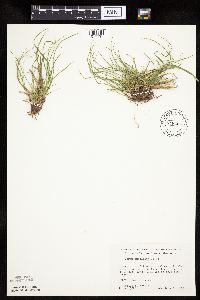 Carex umbellata image
