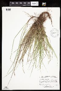 Carex umbellata image