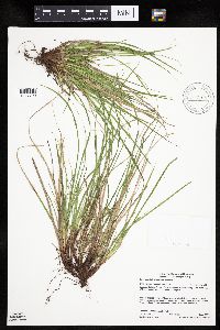 Carex umbellata image