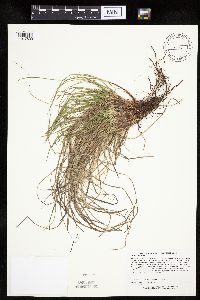 Carex umbellata image