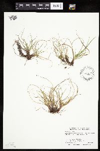 Carex umbellata image