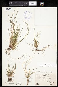 Carex umbellata image