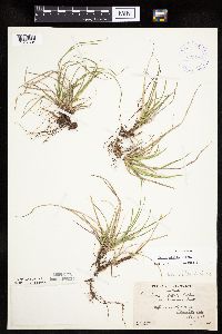 Carex umbellata image