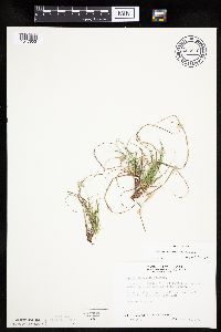 Carex umbellata image
