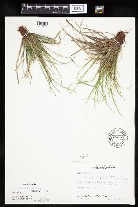 Carex umbellata image
