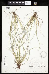 Carex umbellata image