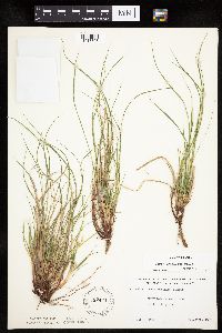 Carex umbellata image