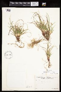 Carex umbellata image