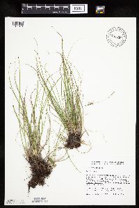 Carex umbellata image