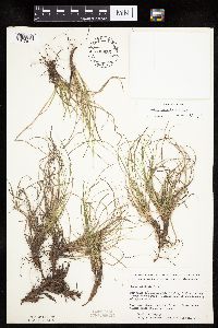 Carex umbellata image