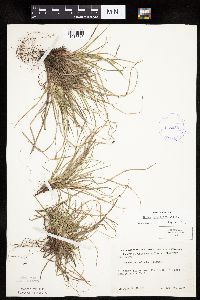 Carex umbellata image