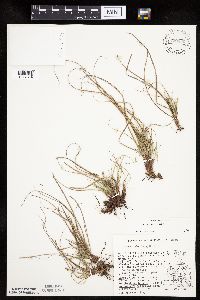Carex umbellata image