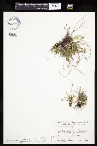 Carex umbellata image