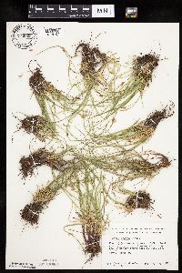 Carex umbellata image